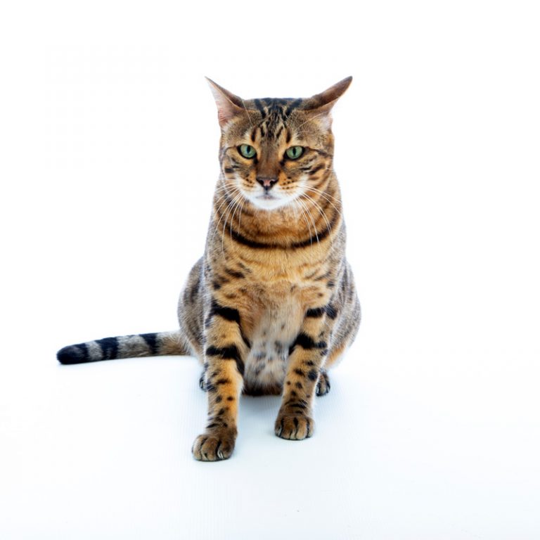 cat pet photography