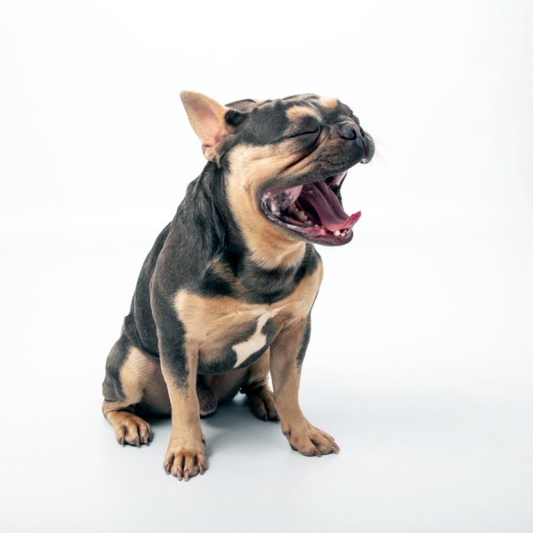 dog breeder photography