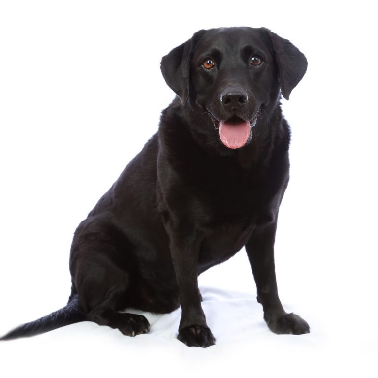 dog photography barnsley