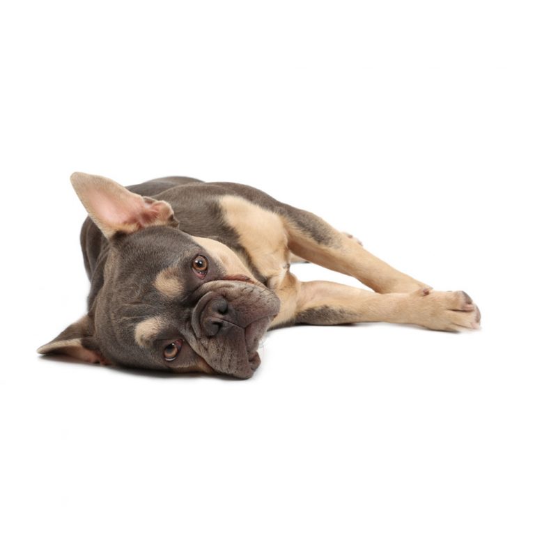 french bulldog photoshoot