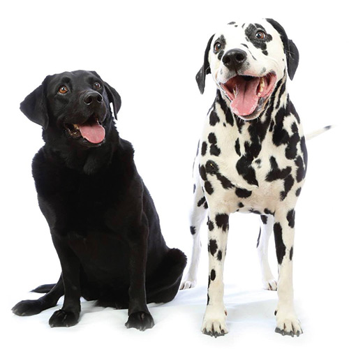 pet photoshoot barnsley