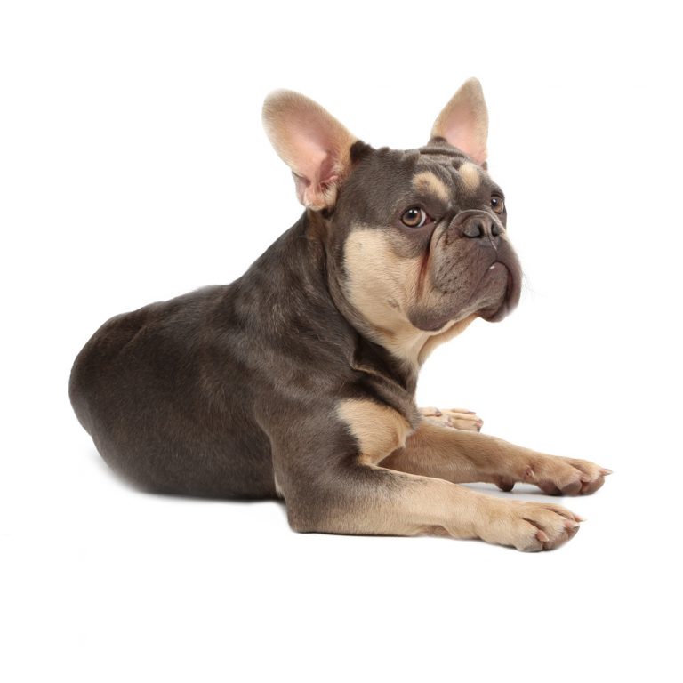 puppy photoshoots