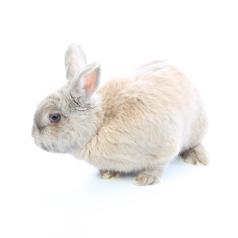 rabbit pet photographer